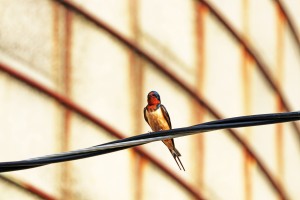 Perched Barn Swallow